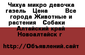 Чихуа микро девочка газель › Цена ­ 65 - Все города Животные и растения » Собаки   . Алтайский край,Новоалтайск г.